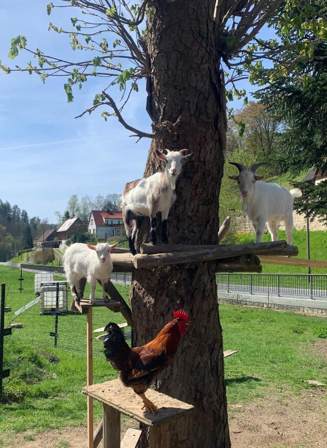 Naturhof Kluge Saupsdorf Dış mekan fotoğraf